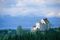 Allgäu und Oberschwaben